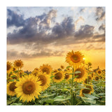 Sunflowers in sunset (Print Only) thumbnail