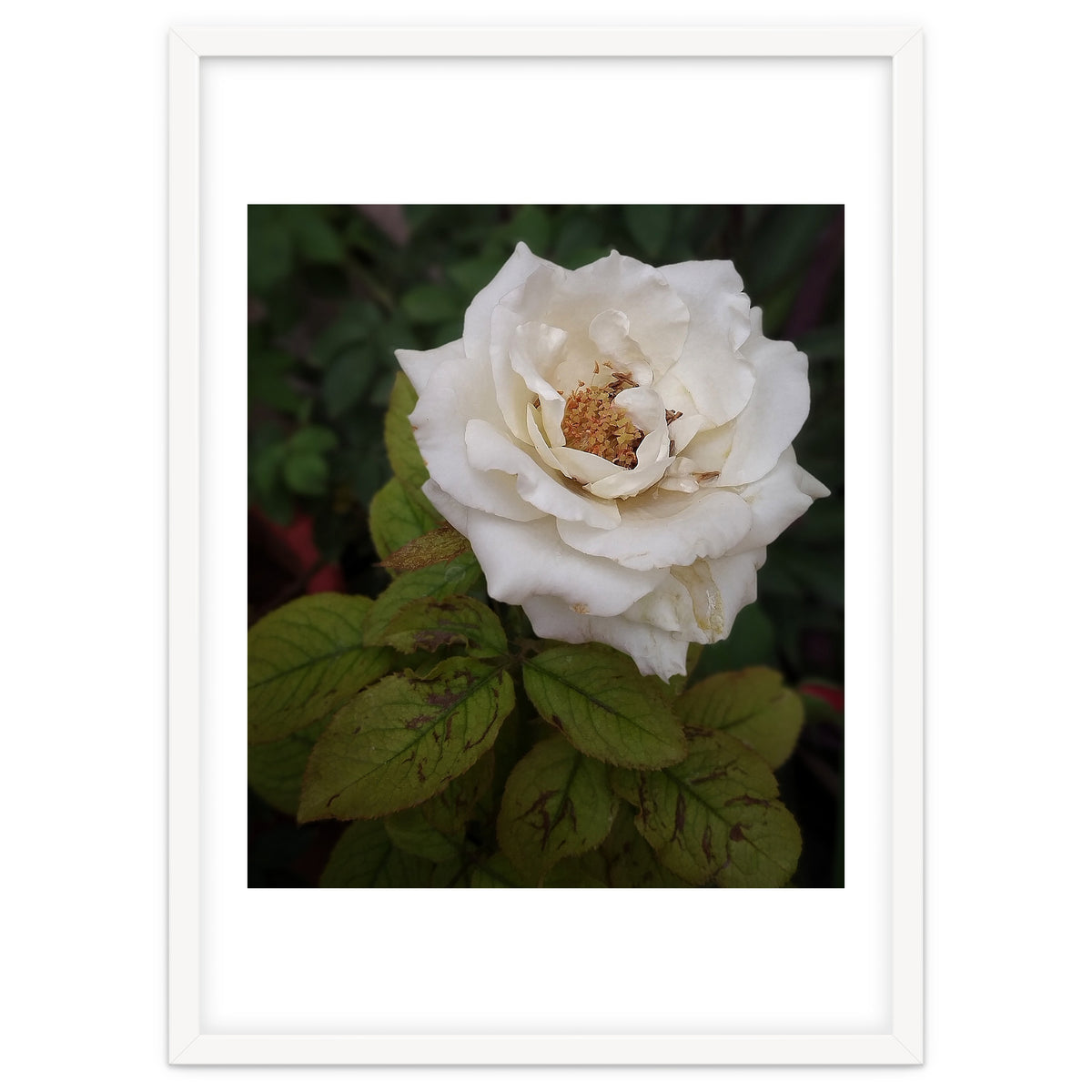 Fabulous White Rose Garden