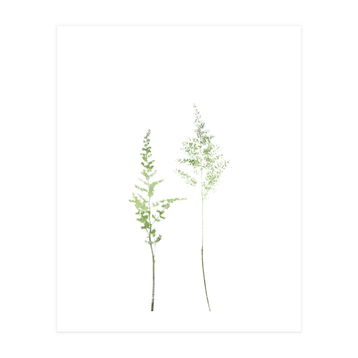 Olive Green Astilbe (Print Only)