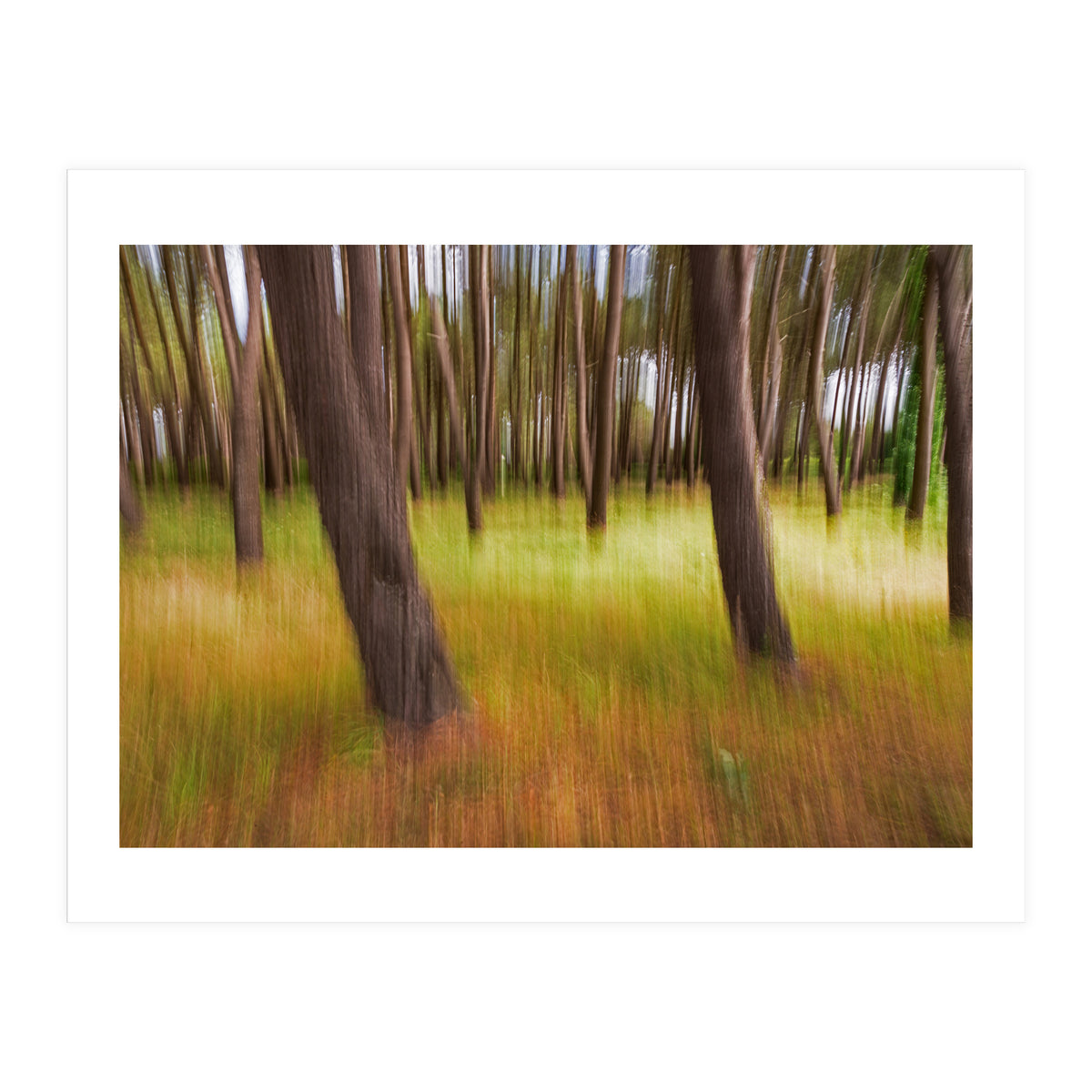 Amongst The Trees (Print Only)