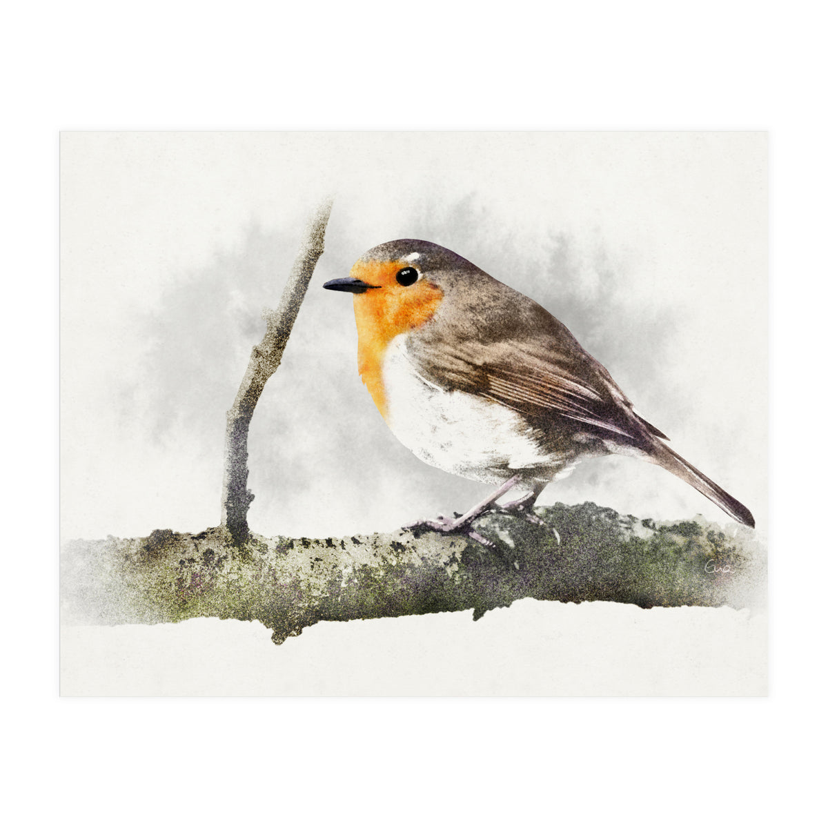Robin (Print Only)