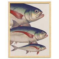 Fish Classic Designs 5