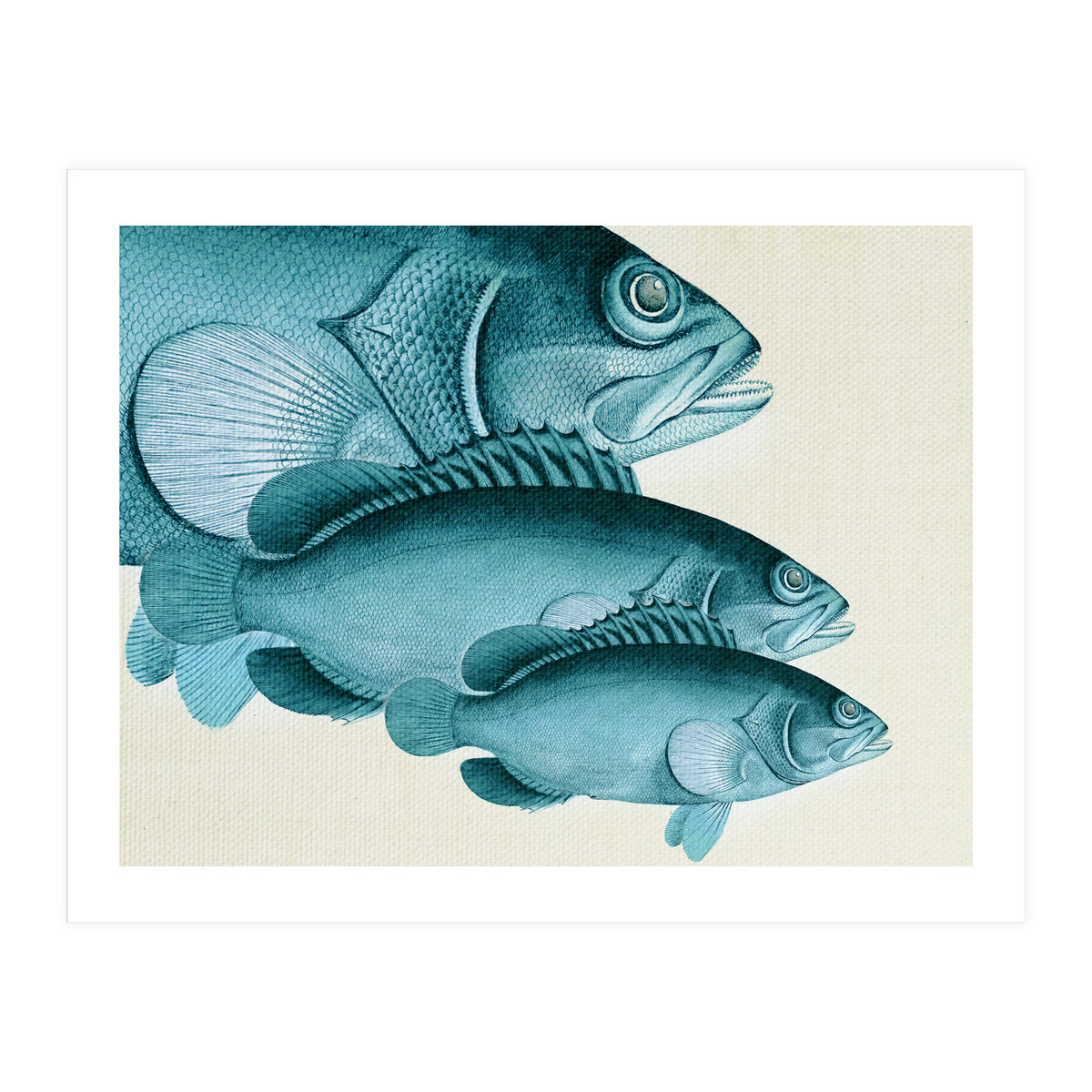 Fish Classic Designs 4 (Print Only)