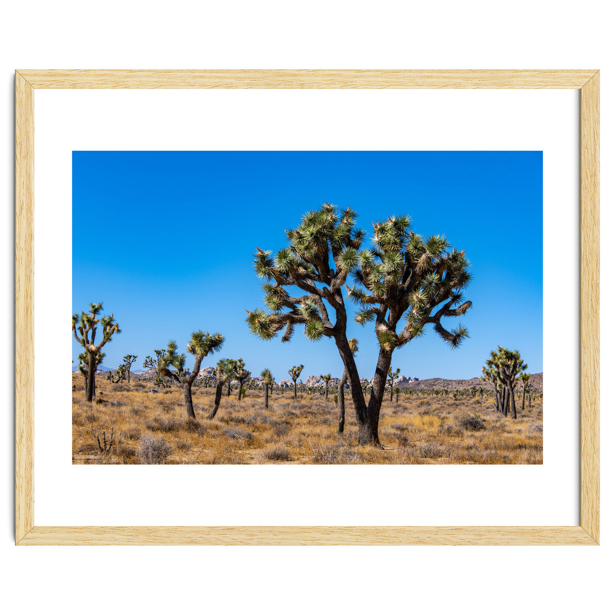 Joshua Trees