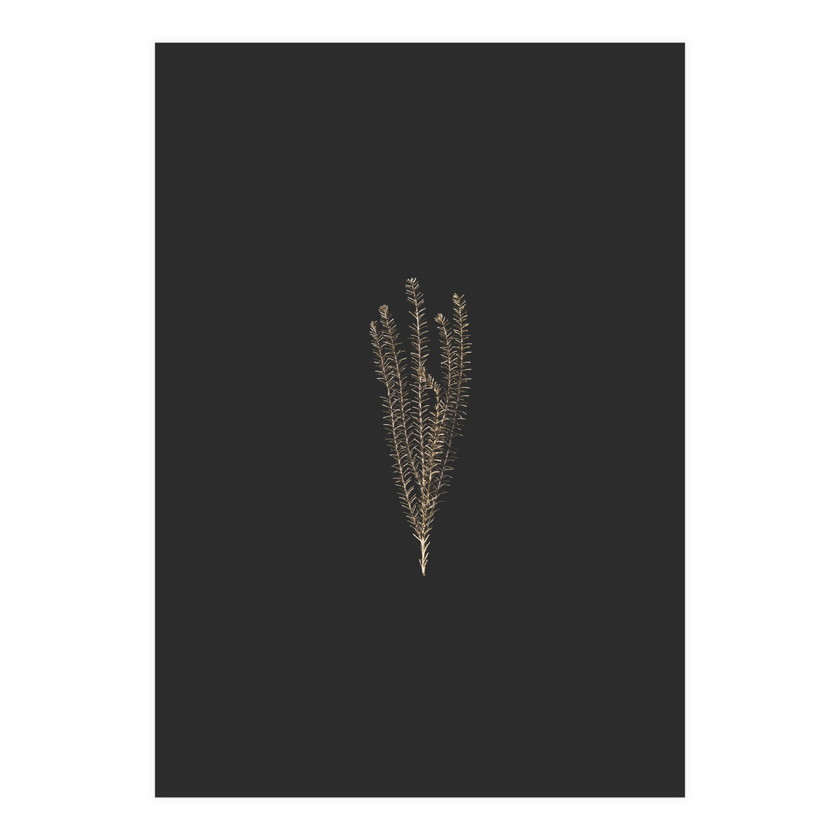 Delicate Fynbos Botanicals in Gold and Black (Print Only)