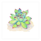 Pink Tip Succulent (Print Only) thumbnail