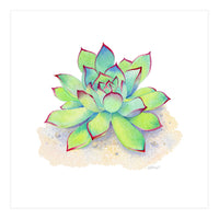 Pink Tip Succulent (Print Only)