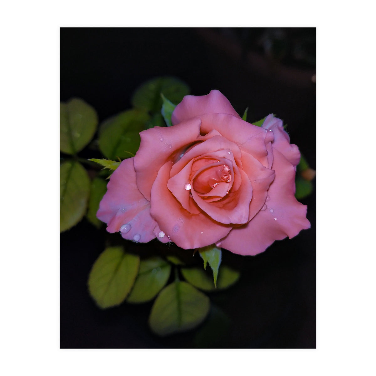 Pink Dew Rose (Print Only)