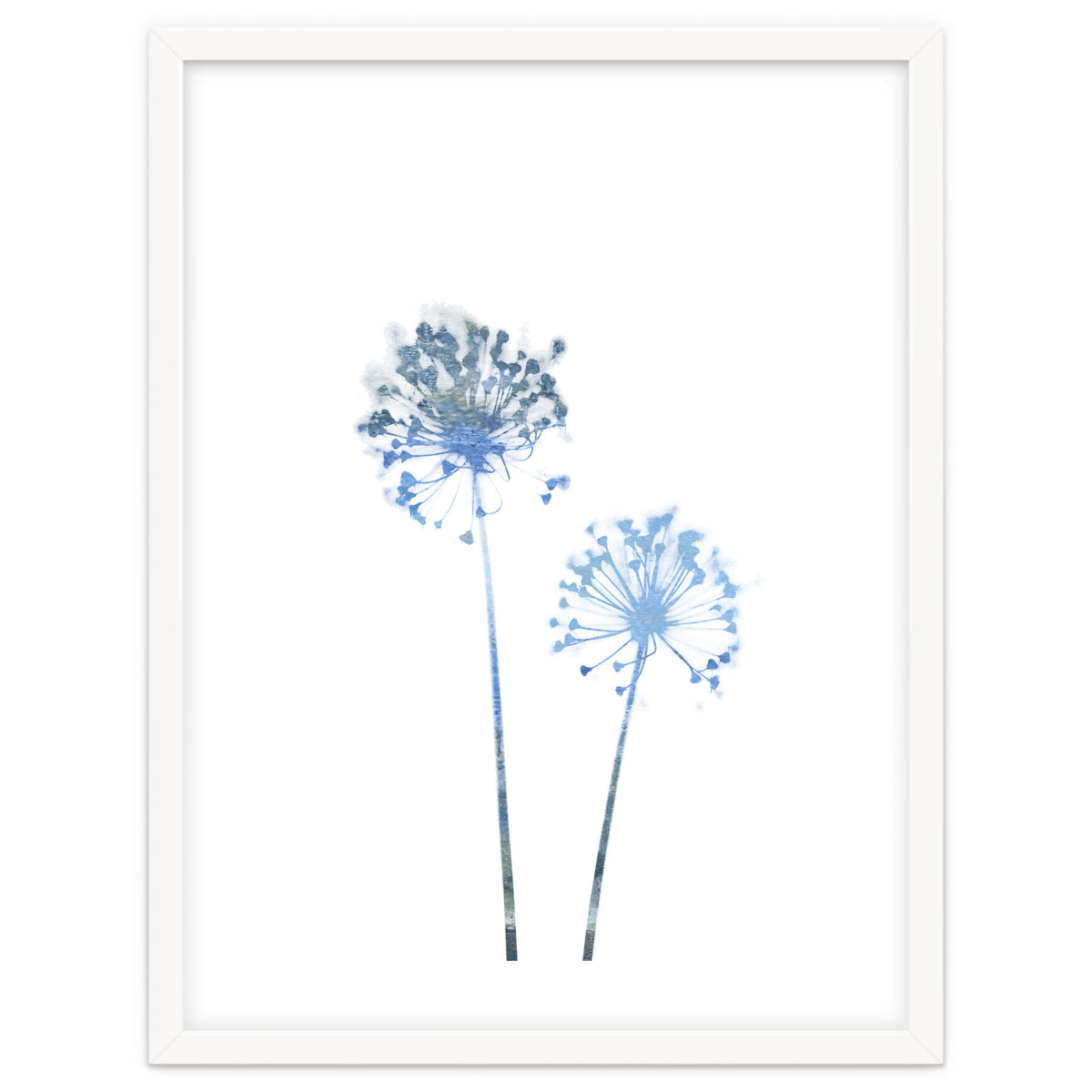 Blue Dandelion
