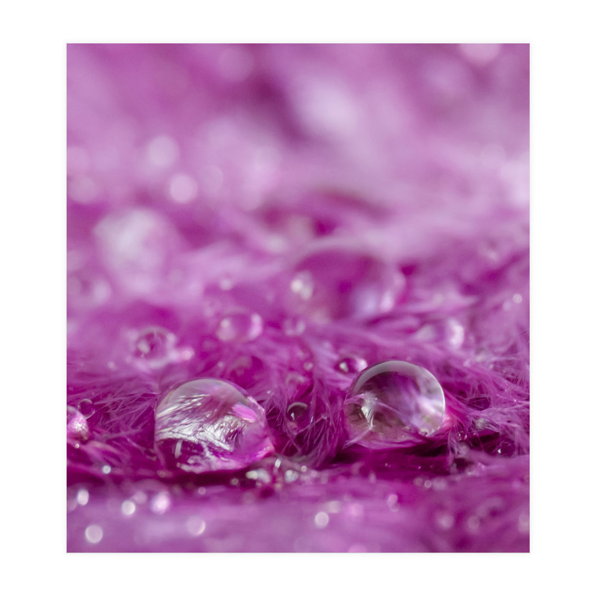 Drops in feathers (Print Only)