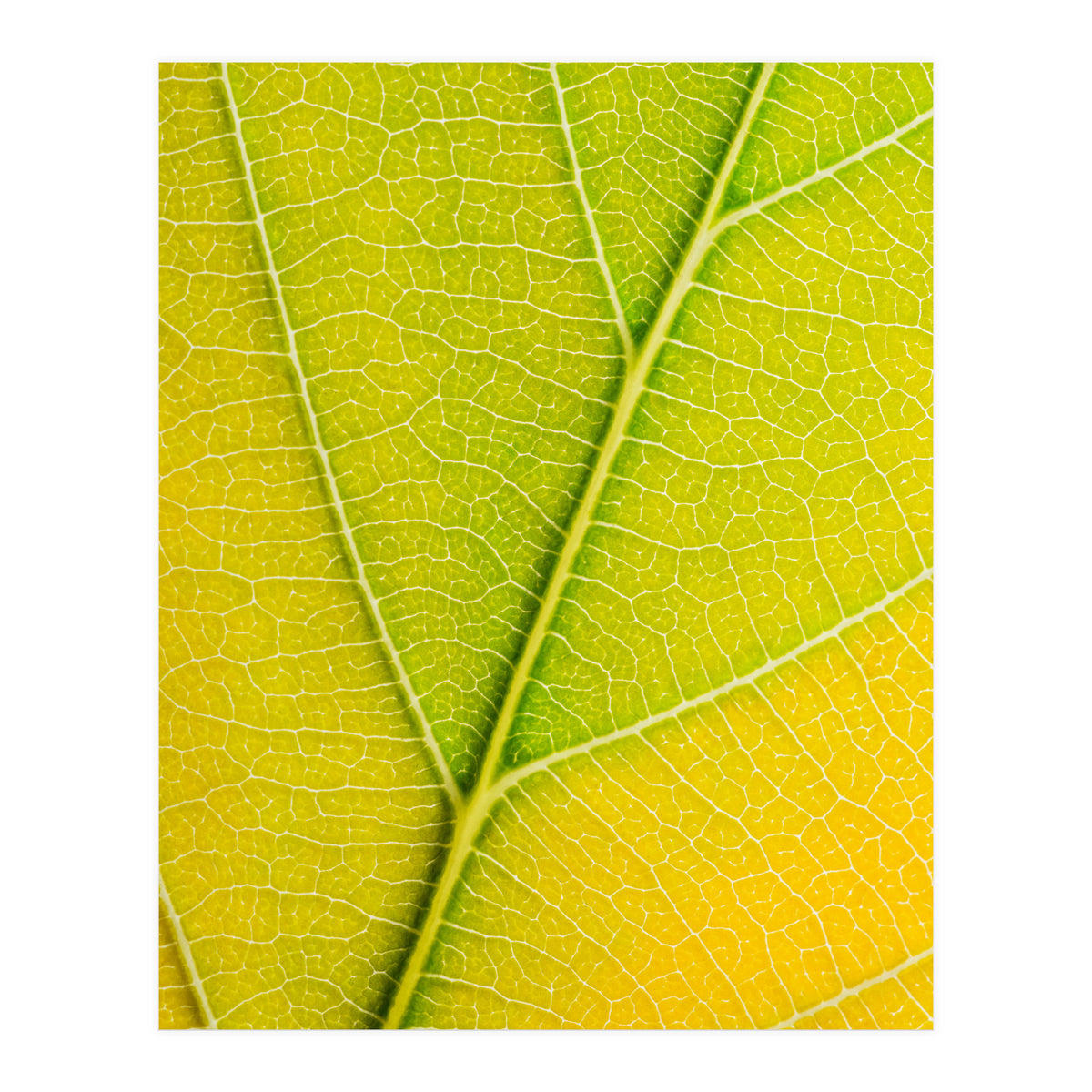 Autumn Leaf (Print Only)