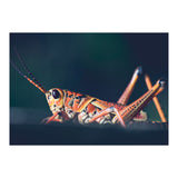 Armor (Print Only) thumbnail