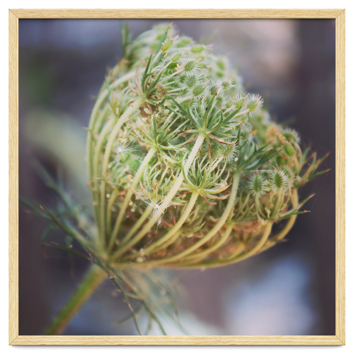 Seed head