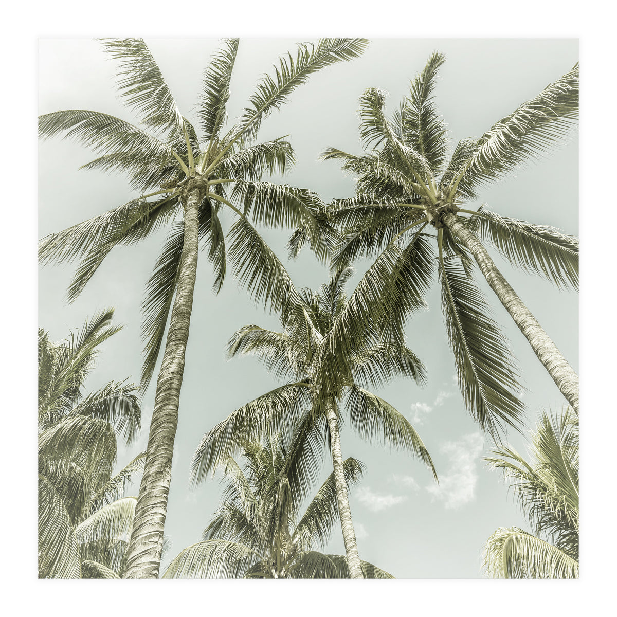 Lovely Palm Trees | Vintage (Print Only)