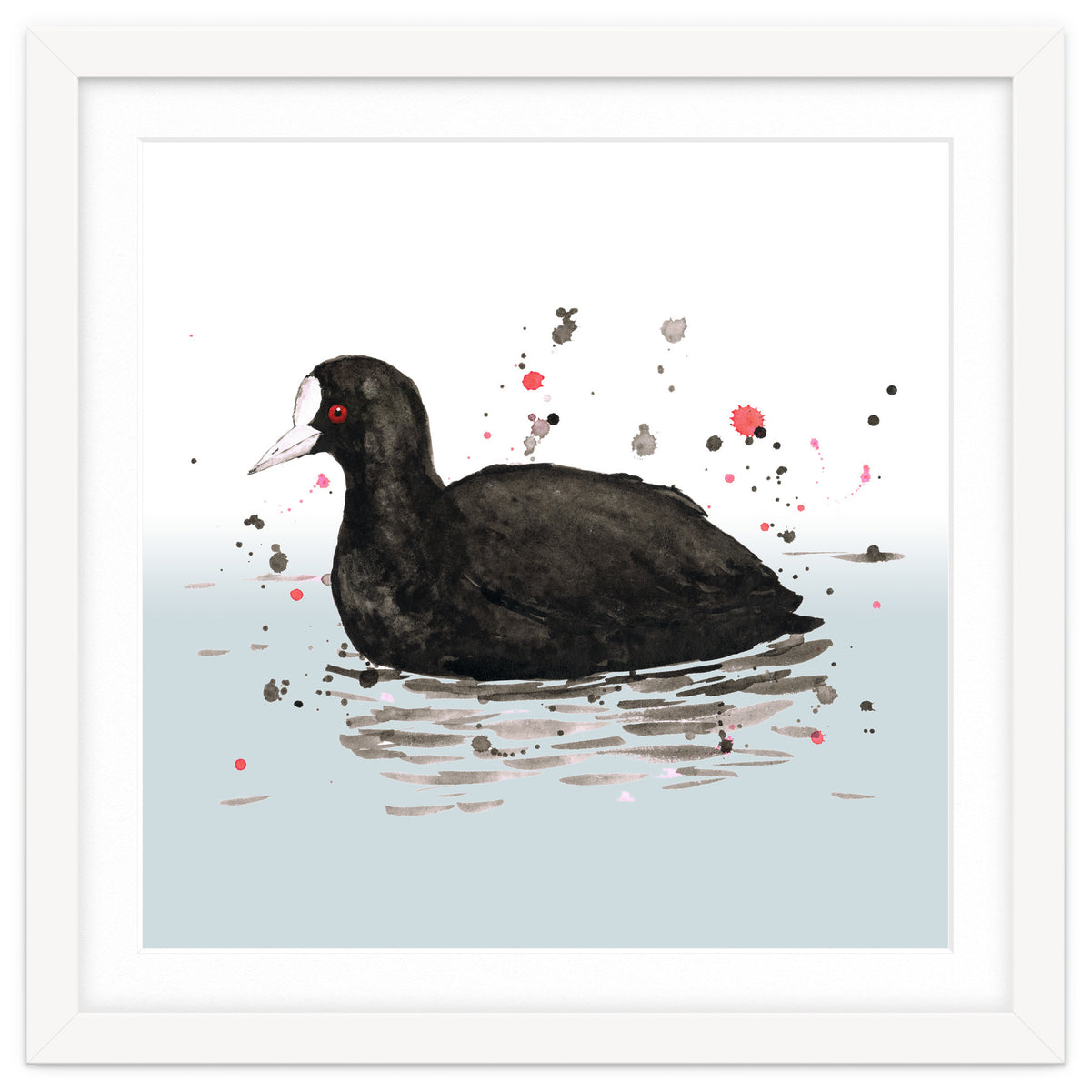 Common coot