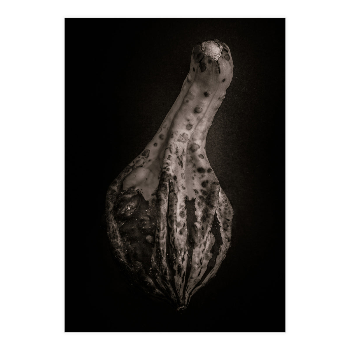 Gourds No 3 (Print Only)