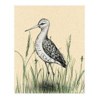 Black-tailed godwit in the grass (Print Only)