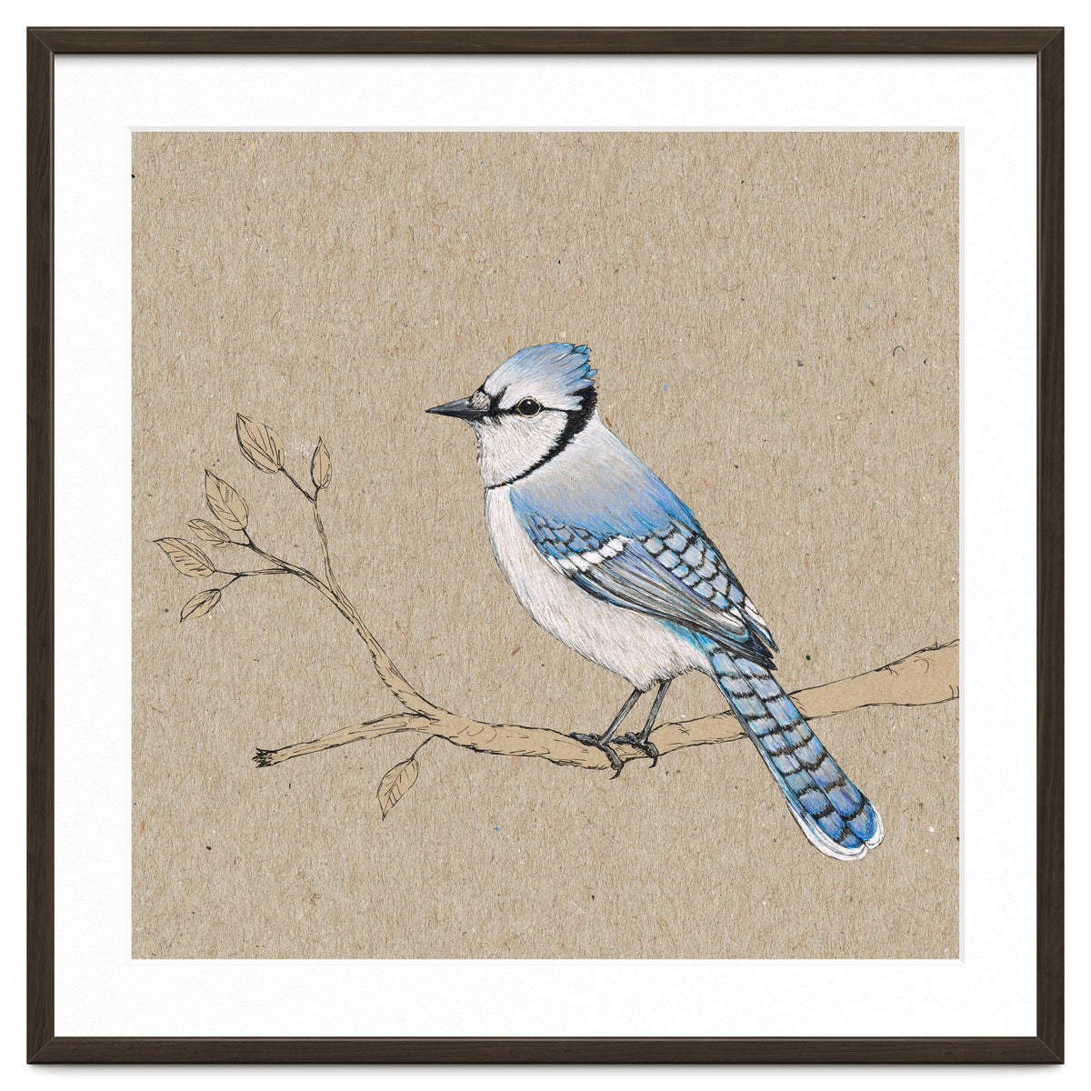Blue jay