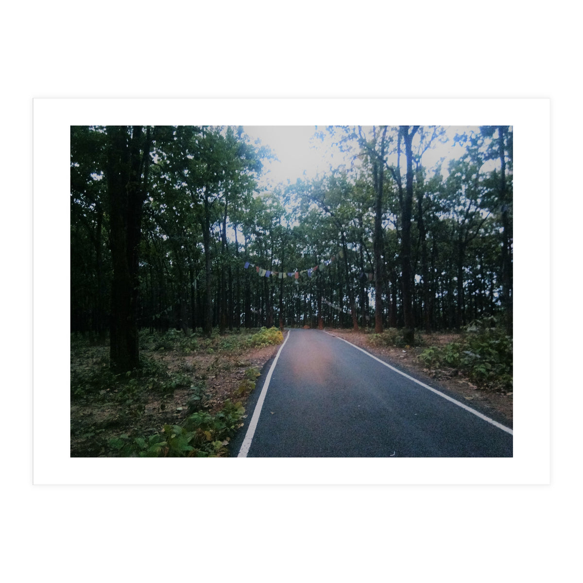 In To The Wild (Print Only)