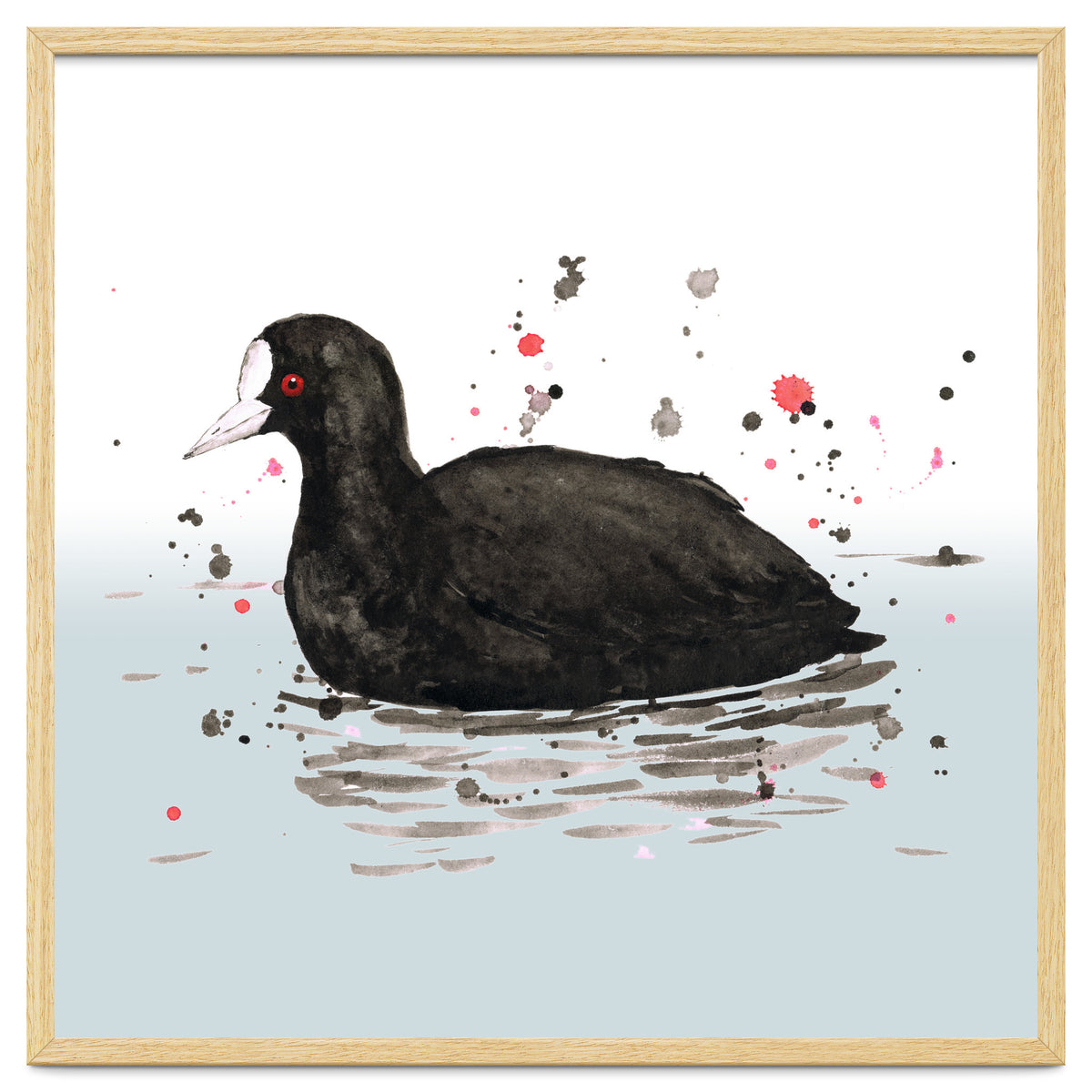 Common coot