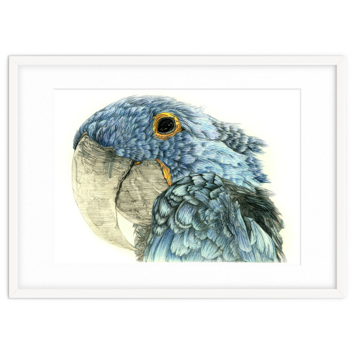 Blue Parrot