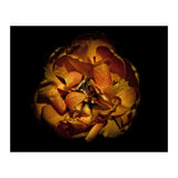 Backyard Flowers No 80 Color Version (Print Only) thumbnail