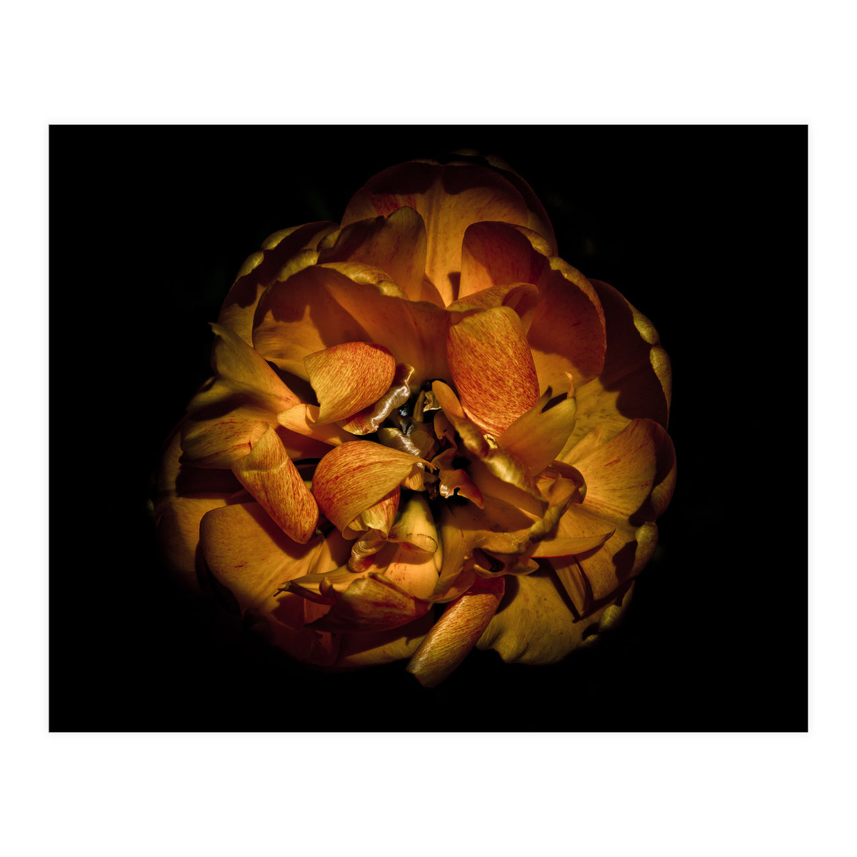 Backyard Flowers No 80 Color Version (Print Only)