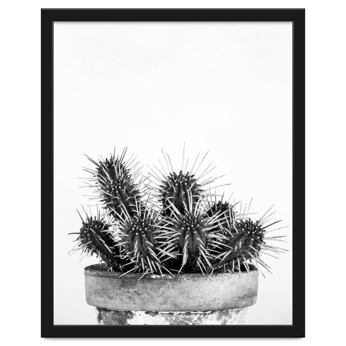 Cactus nature II