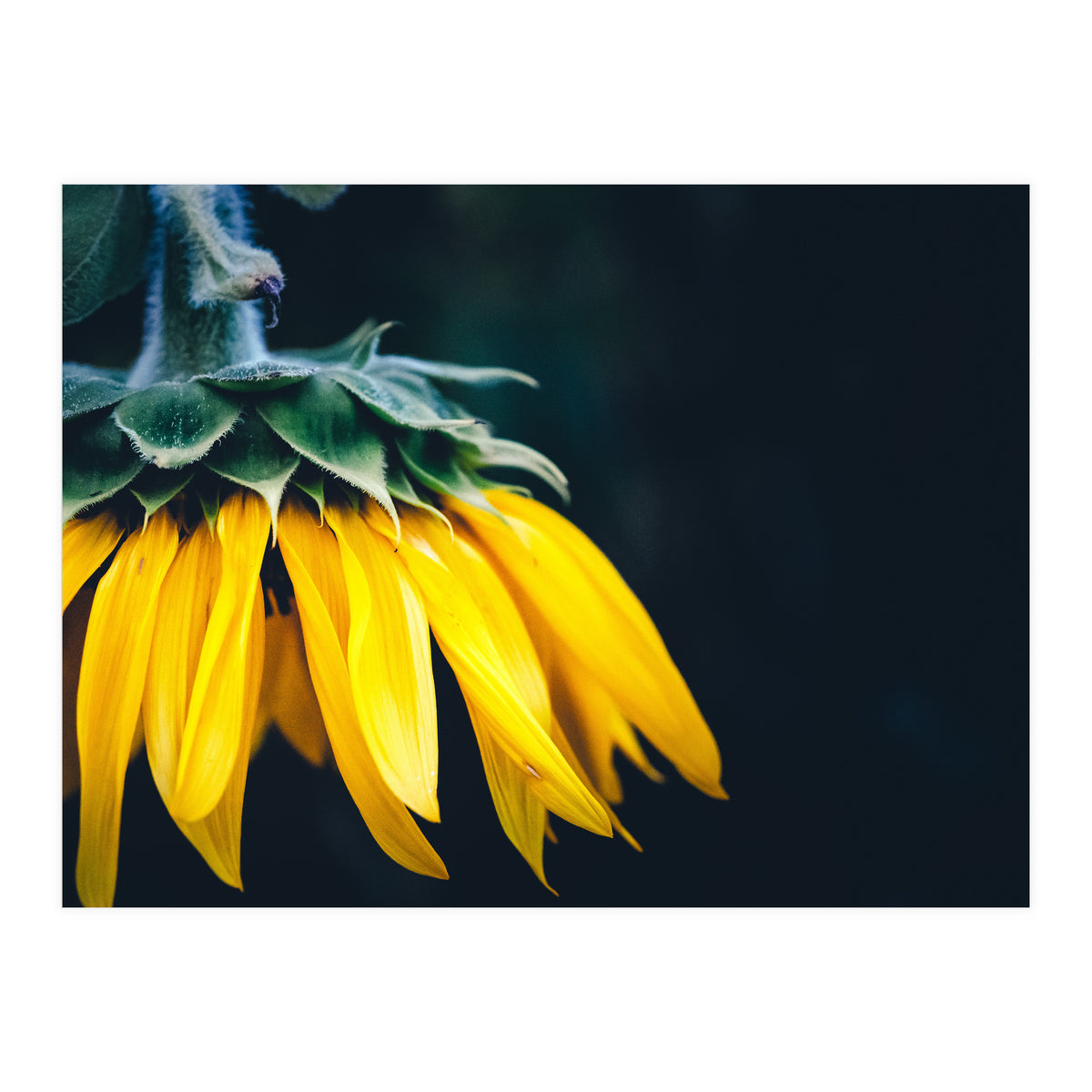 Sunflower Detail 1 (Print Only)