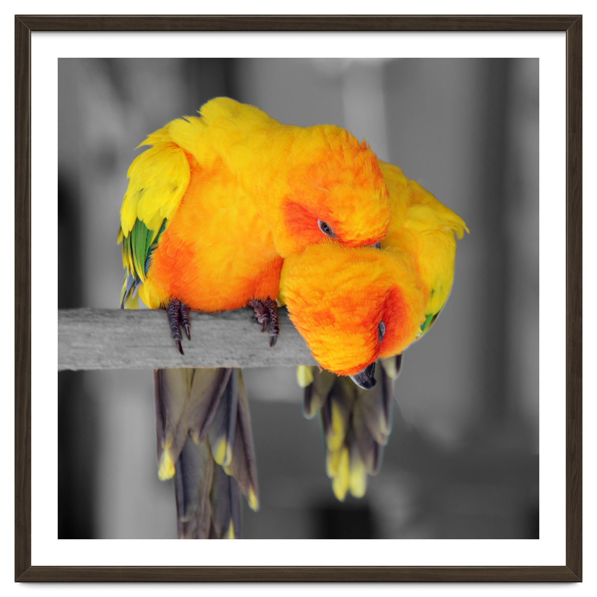 Two sun conures