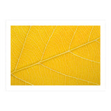 Autumn Leaf (Print Only) thumbnail