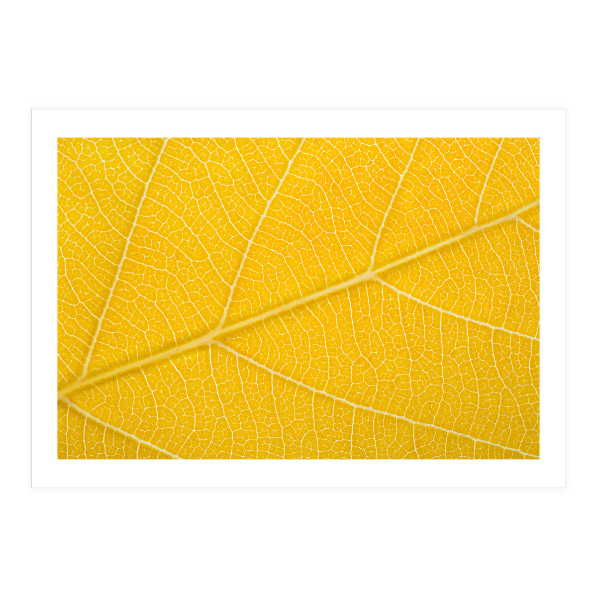 Autumn Leaf (Print Only)