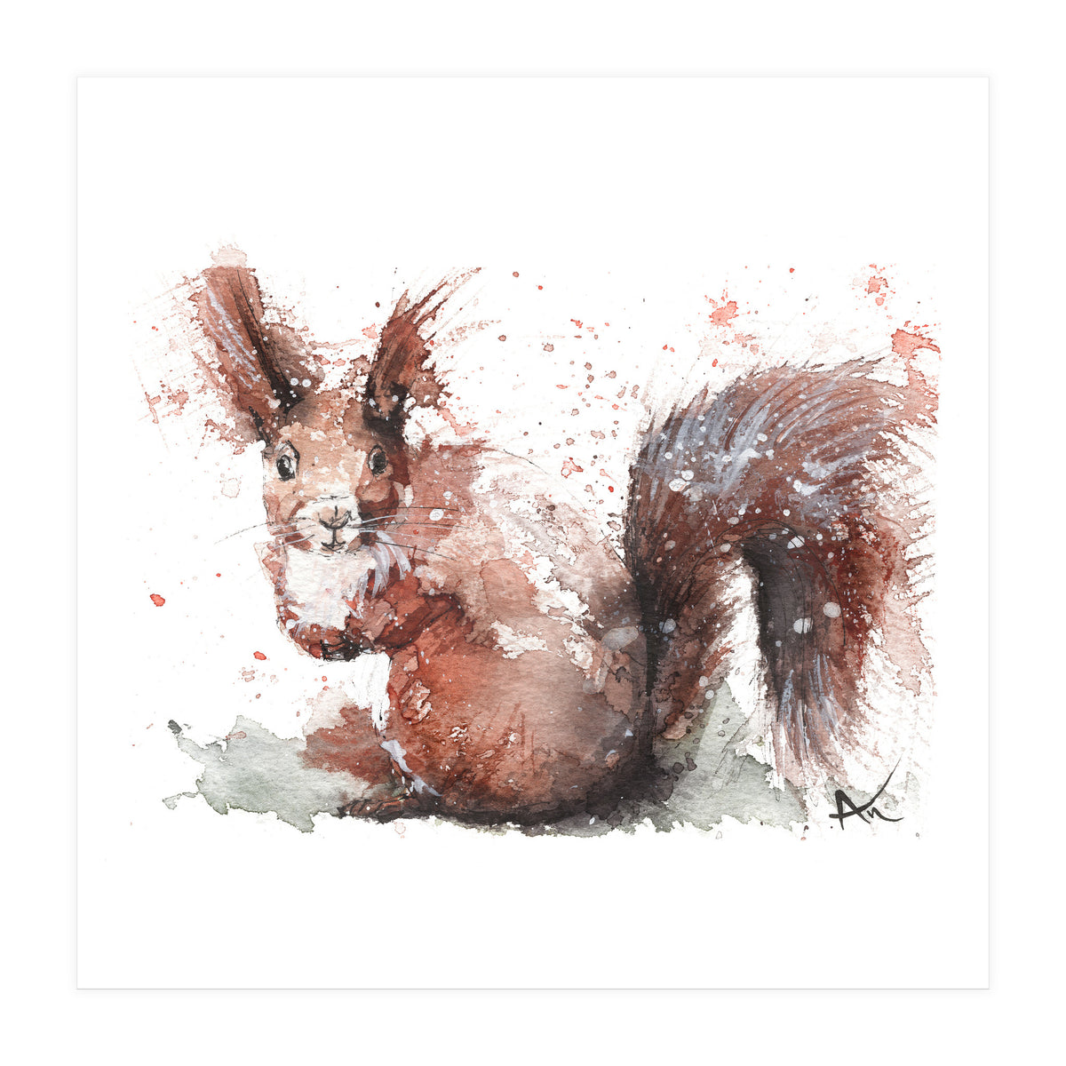 Squirrel - Wildlife Collection (Print Only)