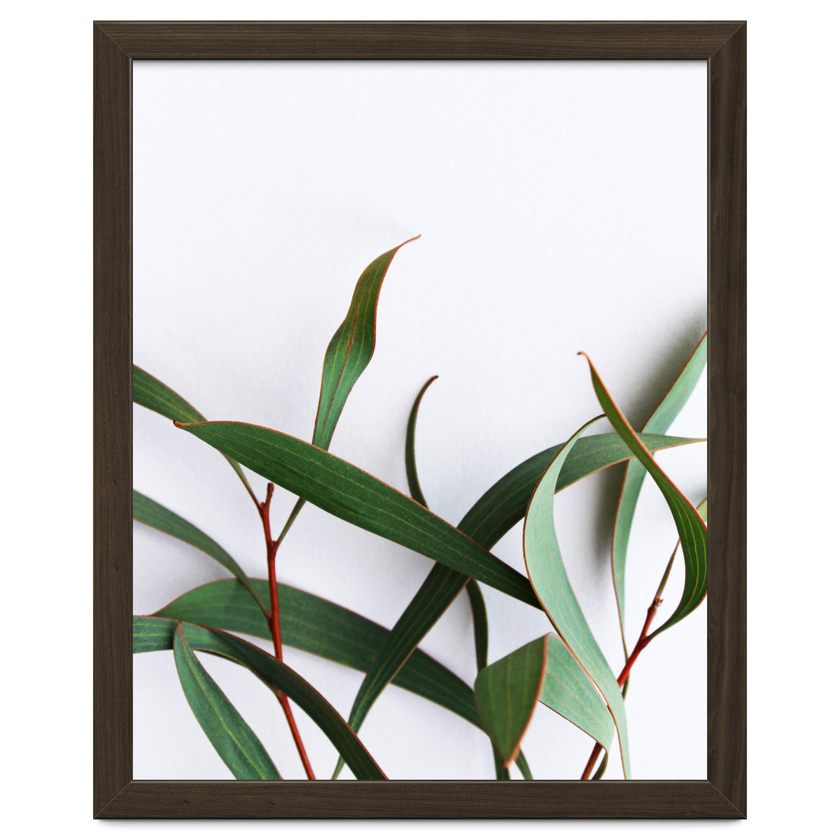 Green Eucalyptus leaves