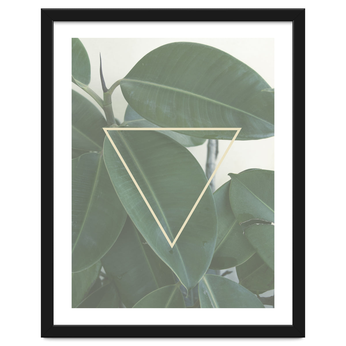 ficus triangle