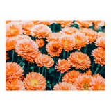 February (Print Only) thumbnail