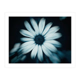 Bellis Perennis (Print Only) thumbnail