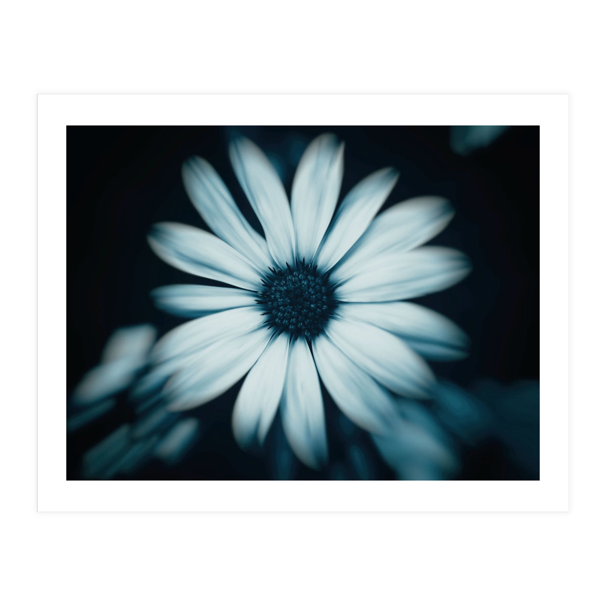 Bellis Perennis (Print Only)