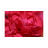 Red Peony (Print Only) thumbnail
