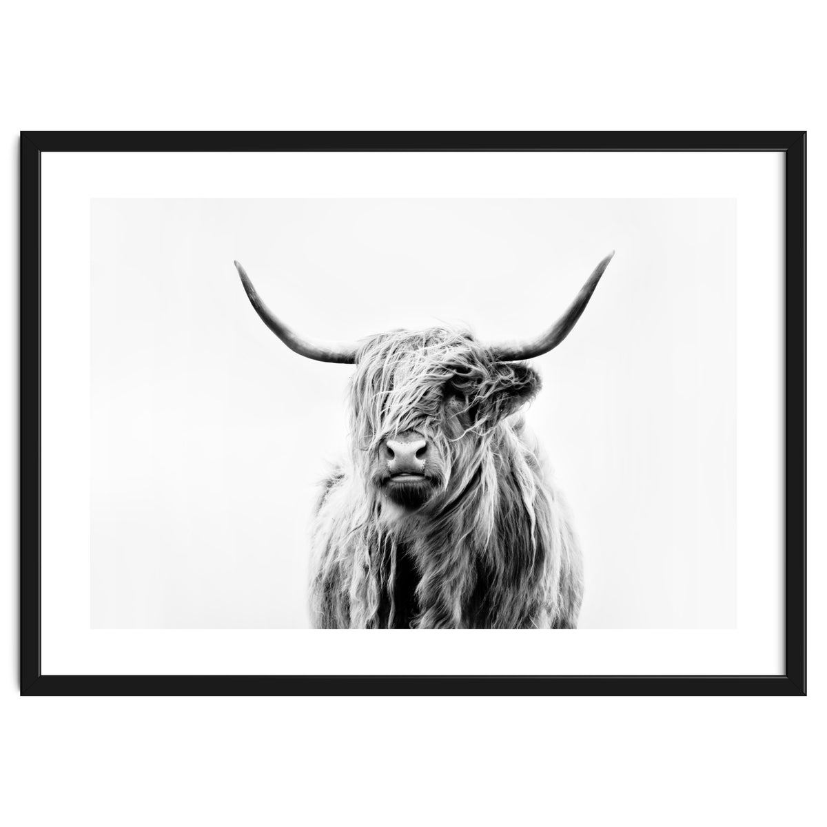 Portrait of a Highland Cow II