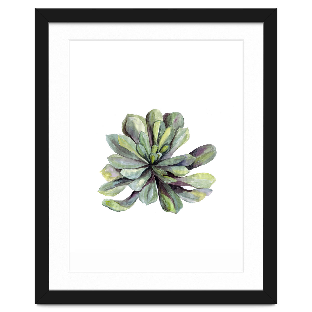 Botanical Illustration Succulent