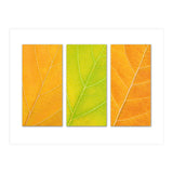 Autumn Leaves (Print Only) thumbnail