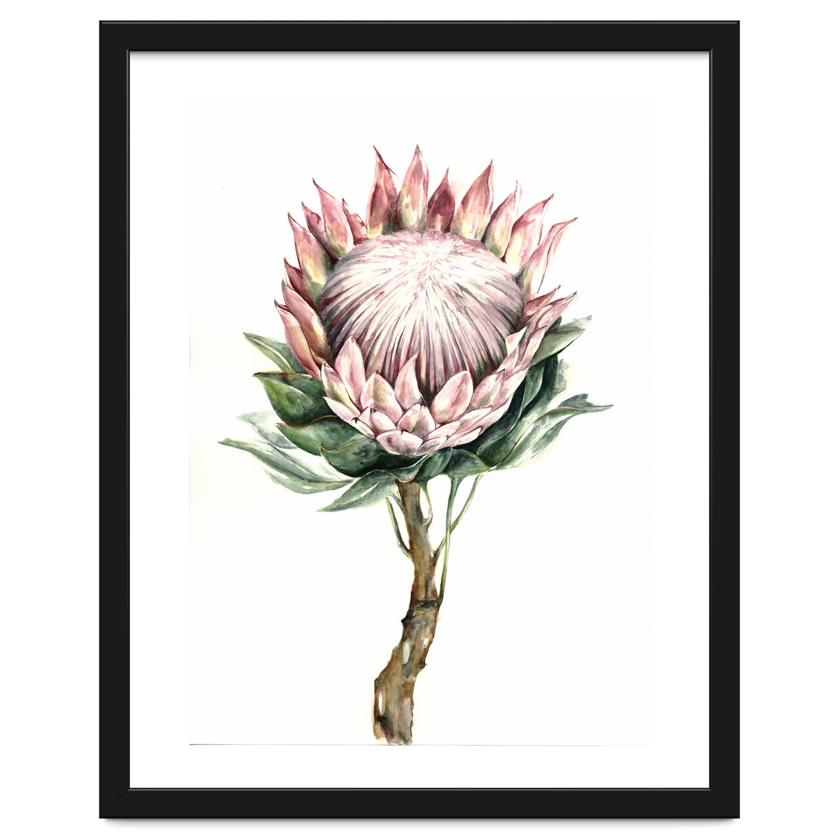 Protea