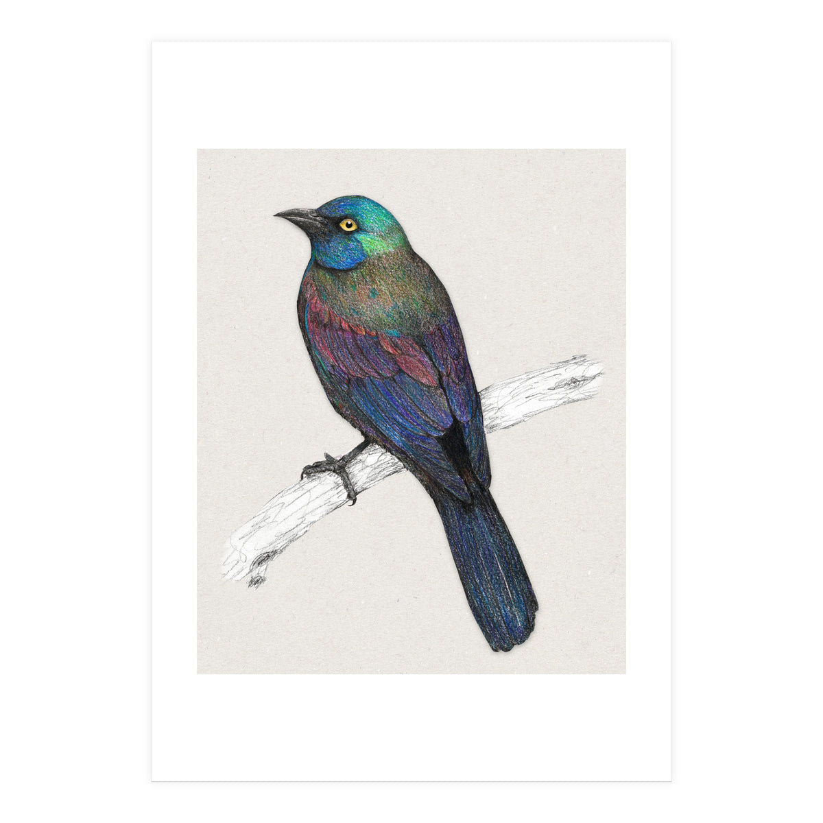 Common Grackle (Print Only)