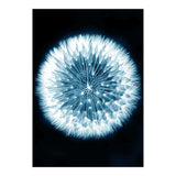 Taraxacum Officinale (Print Only) thumbnail
