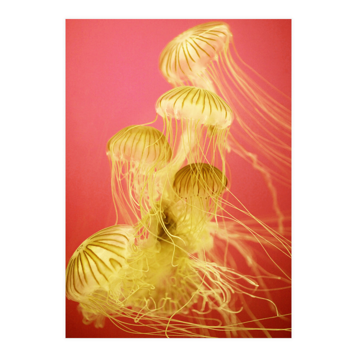 Jelly #7  (Print Only)