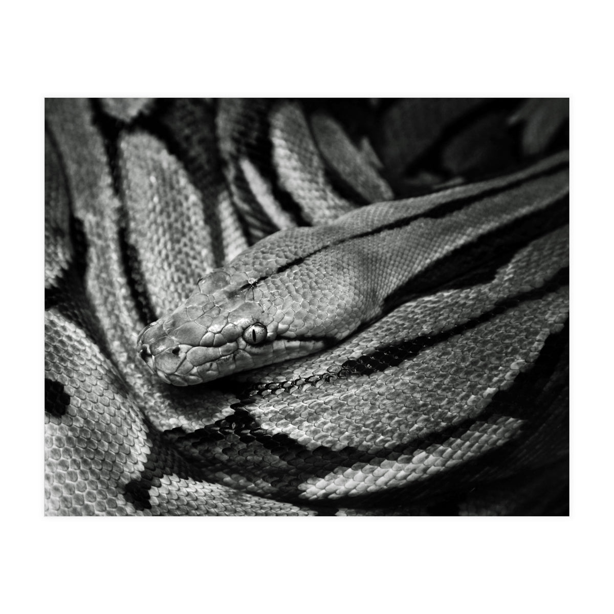 Snake (Print Only)