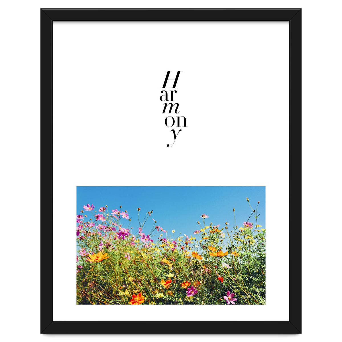 Harmony - cosmos flower - nature photography