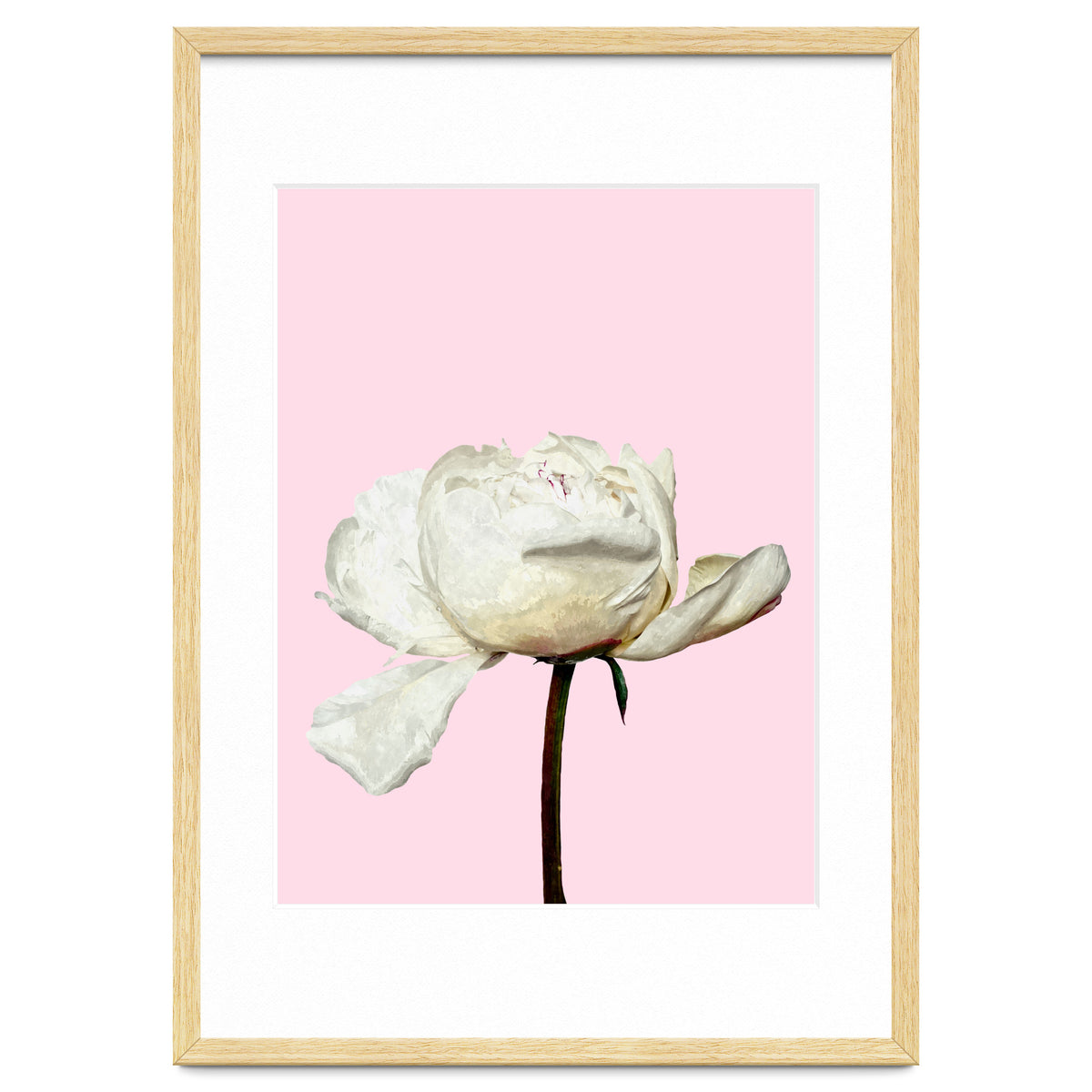 White Peony Pink Background