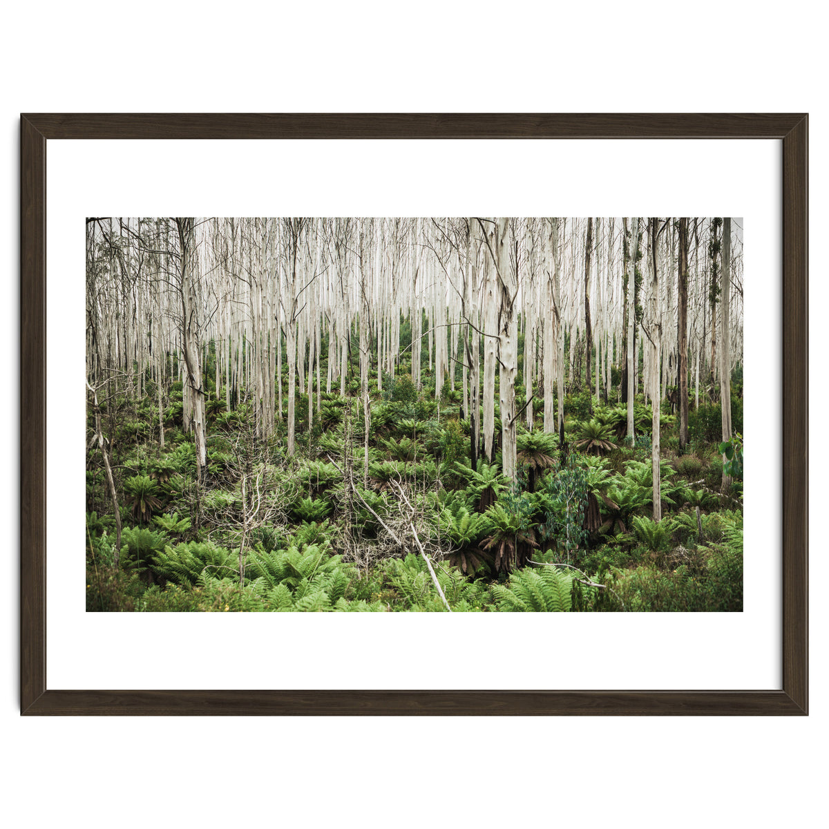 Forest After The Fire